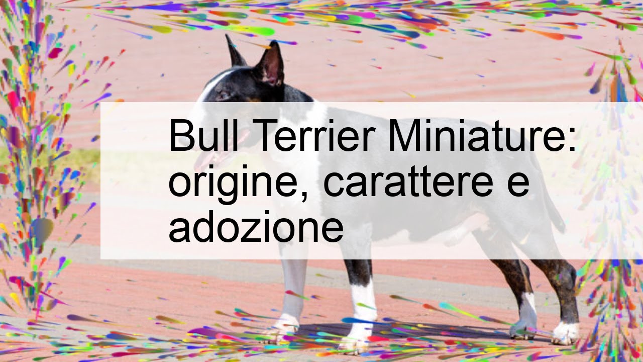 Bull Terrier Miniatura: Origem, Carácter e Adoção