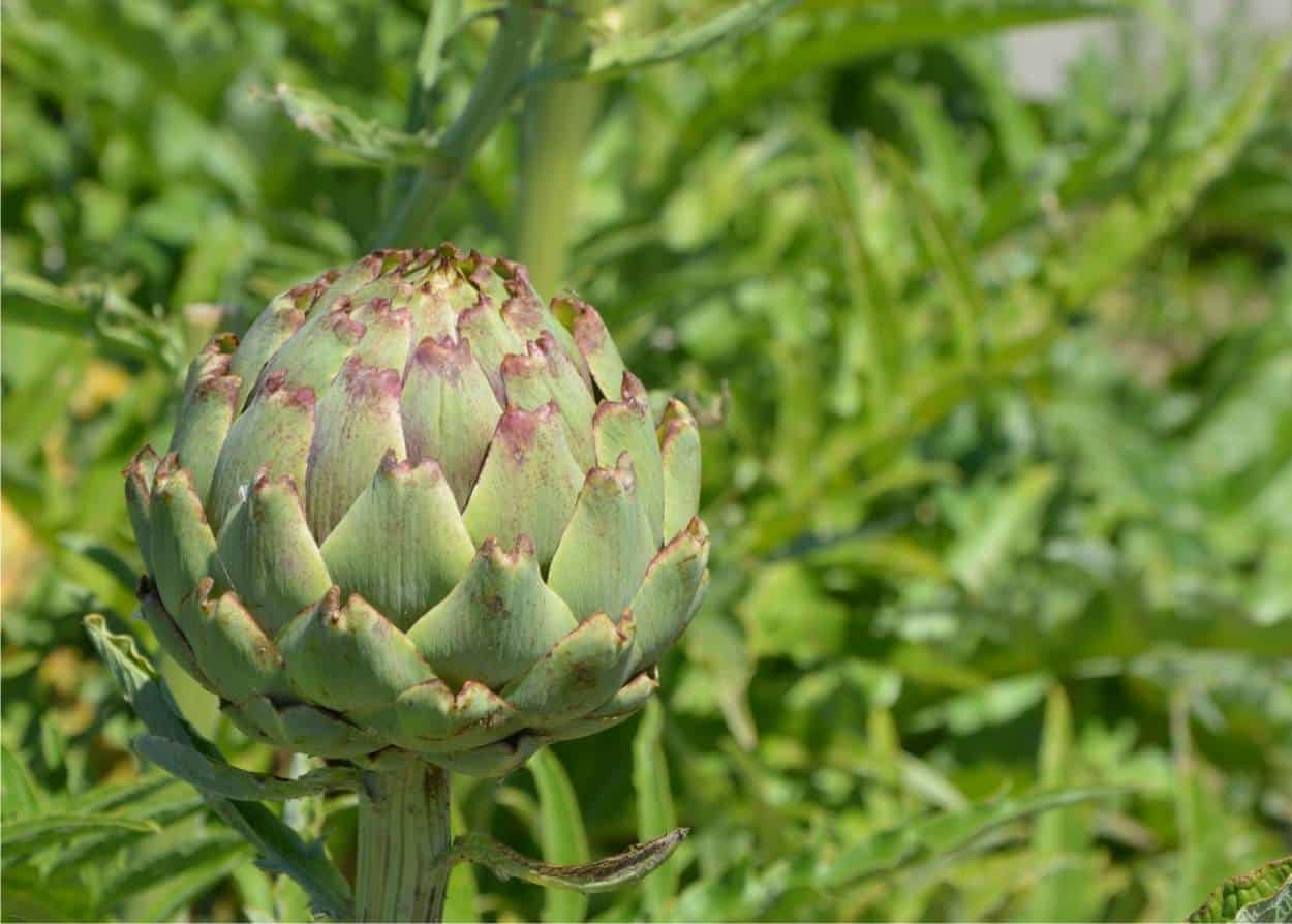 Alcachofras: como cultivá-las e quando colhê-las