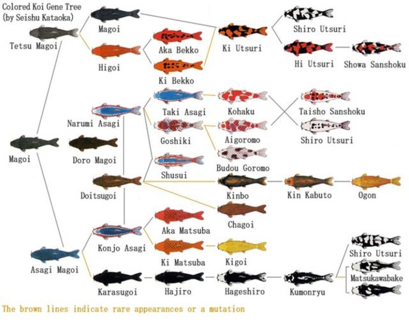 Carpa koi: origens, simbolismo, variedades, doenças e como tratá-las