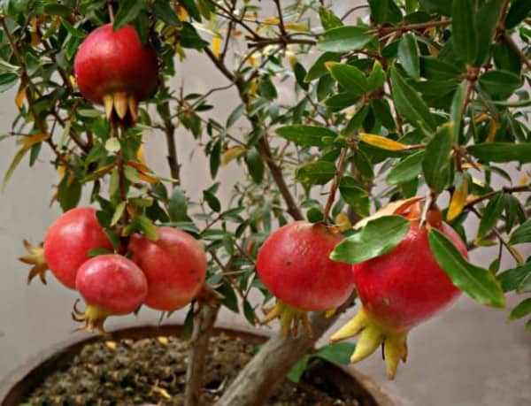 Como cultivar romã, mesmo num vaso