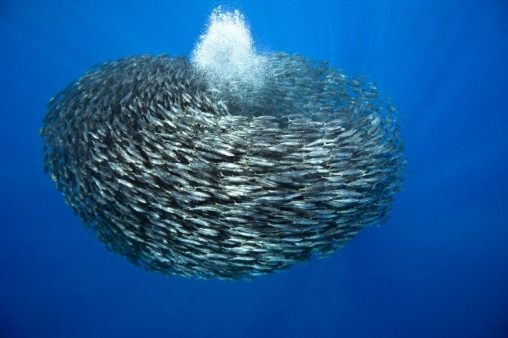 Como é que os peixes se movem na água