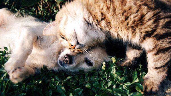 Onde deixar cães e gatos quando se vai de férias