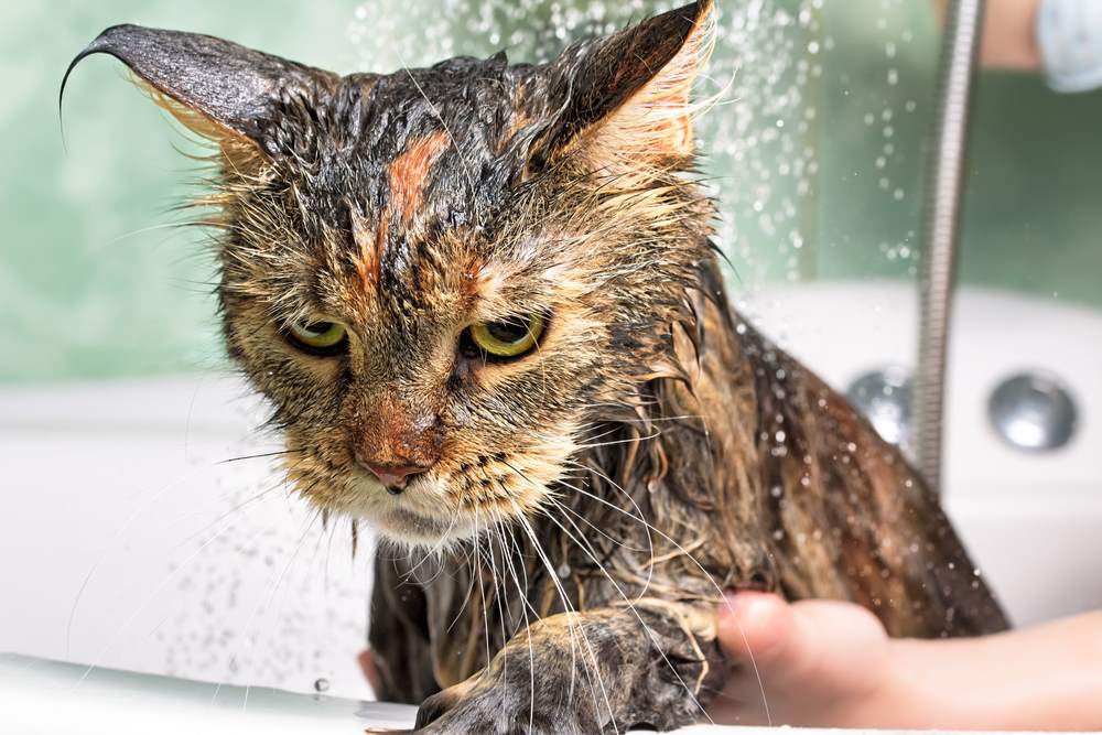 Lavar o gato: certo ou errado?