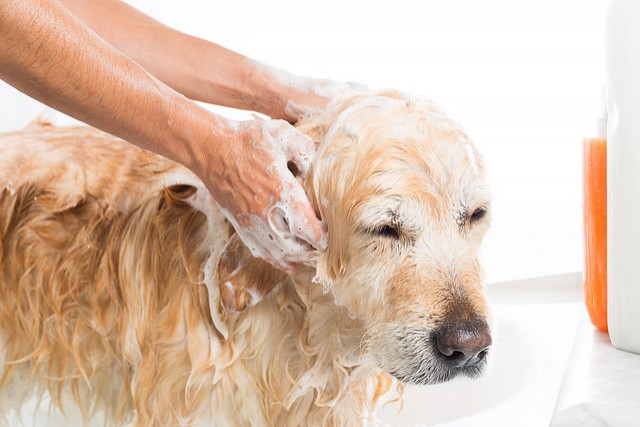 Pulgas dos cães: remédios naturais para se livrar delas