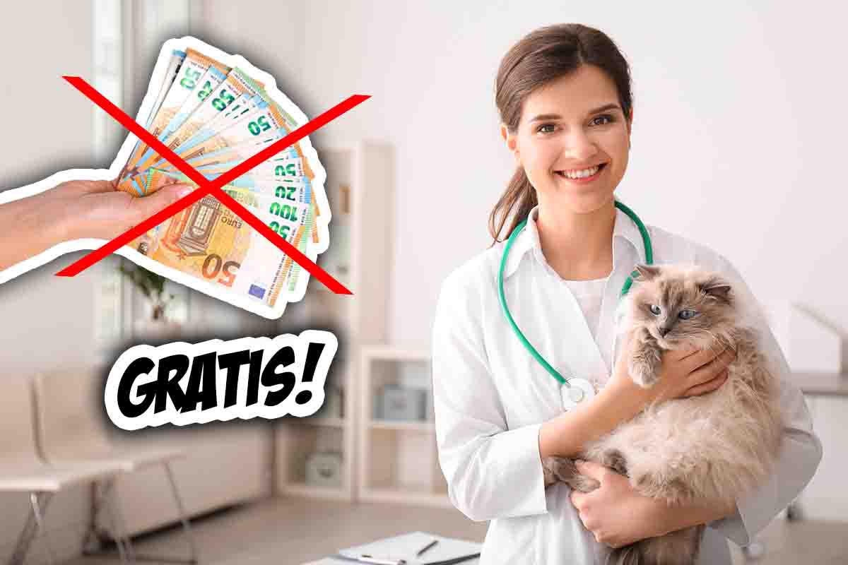 Veterinário gratuito para animais de estimação